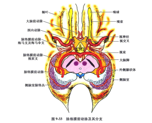 中枢神经系统疾病定位诊断图解——脑血管,超详细!