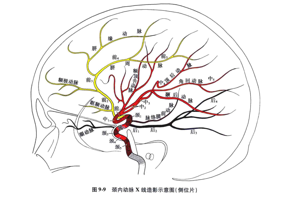 正常颈内动脉造影的解剖分段:正常颈内动脉x线造影的解剖分段,一般可