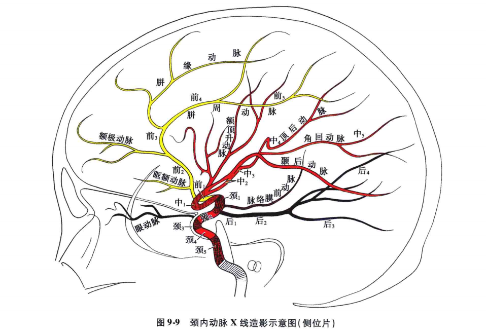 中枢神经系统疾病定位诊断图解—脑血管(非常详细,值得收藏)