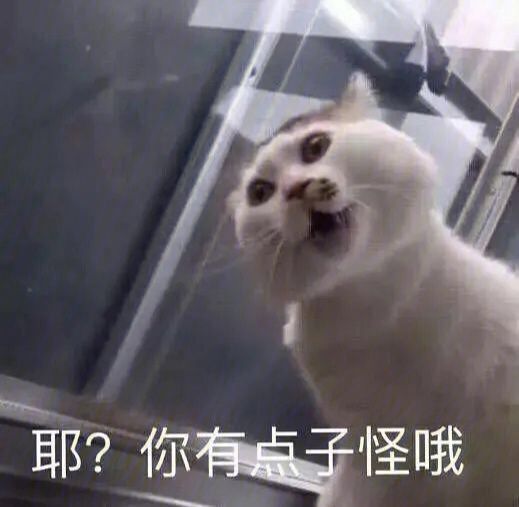 猫猫头表情包 004