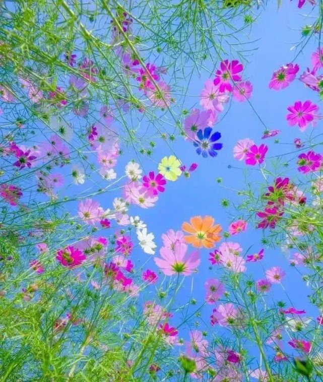 【一梦芳菲】流年沧桑,爱染尘香