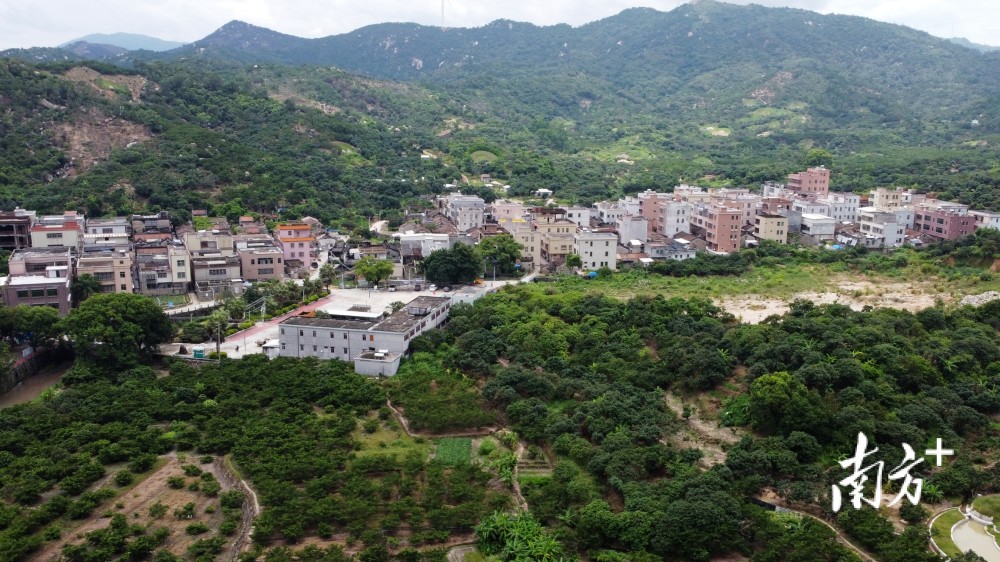 雷岭镇现有油柑种植面积约一万亩,主要分布在洋坑村,茶园村及东老村.