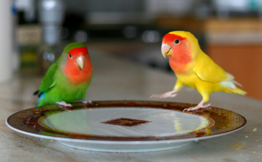 对"啥都吃"的牡丹鹦鹉可别乱喂,辣椒,巧克力这是鸟能吃的吗