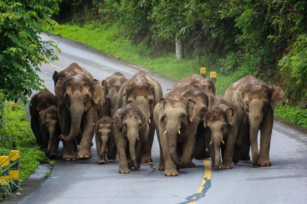 世界大象日 记录北移野生亚洲象群精彩瞬间
