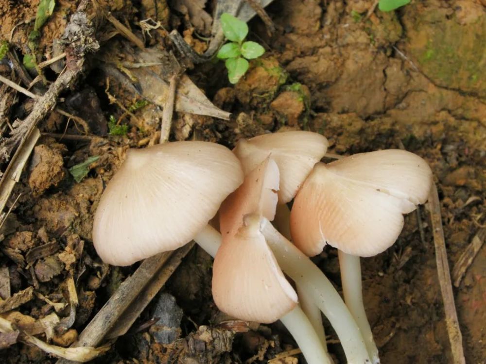 最强野生菌(不)食用指南