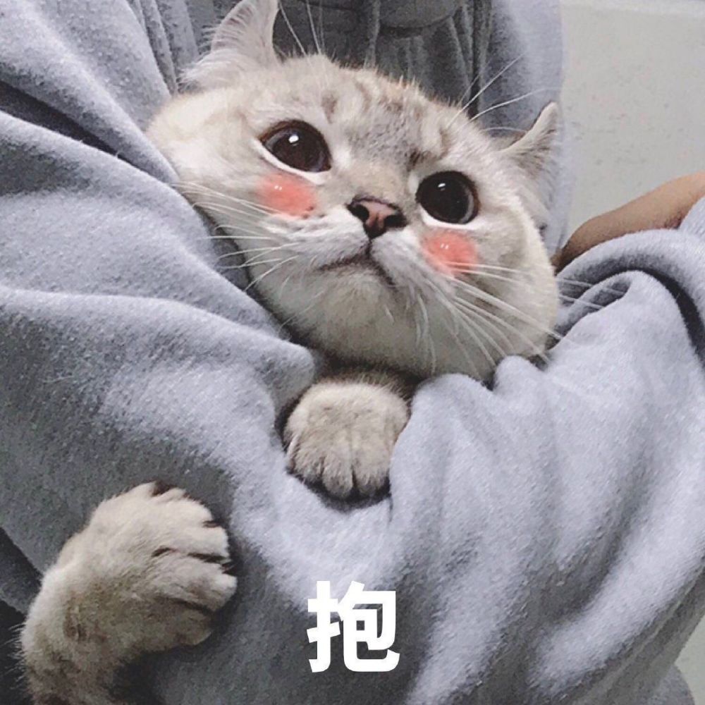 猫咪表情包|我要吃软饭