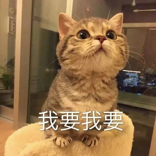 猫咪表情包|我要吃软饭