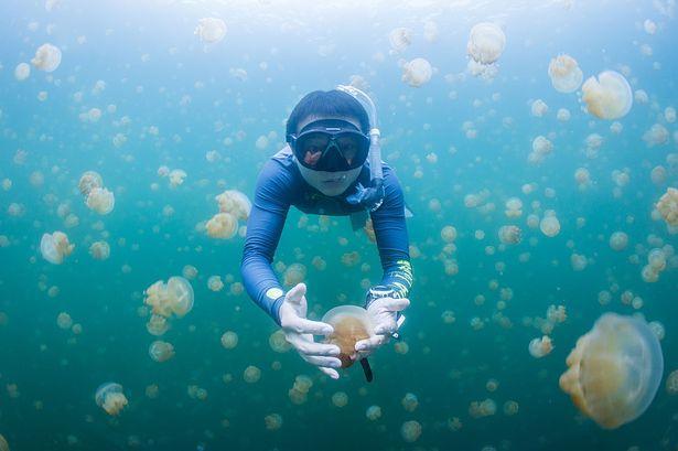 海外游客不顾鳄鱼威胁潜入帕劳水母湖水下,拍出美轮美奂的奇景