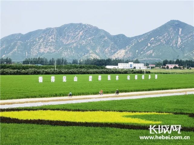 河北唐山遵化市团瓢庄乡山里各庄村1600亩景观稻田.