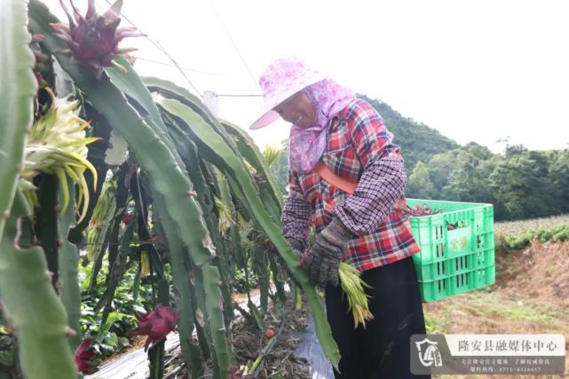 金福火龙果基地喜迎丰收!