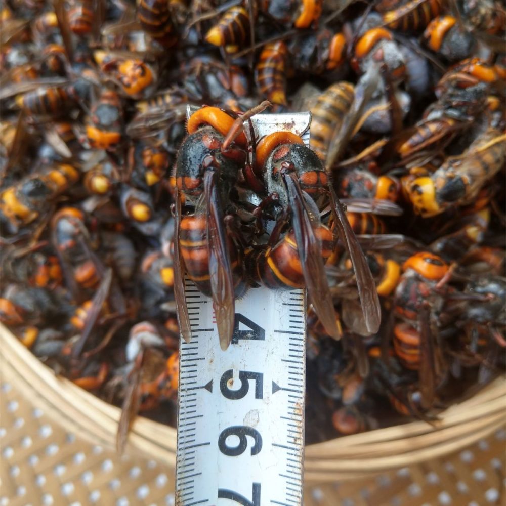 男子失联被地雷蜂蛰死,找到时三只蜂还在蛰,遇到地雷蜂该怎么办