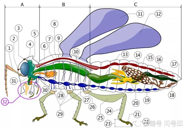 昆虫的体内结构:体型虽小,五脏俱全;系统复杂,超乎想象