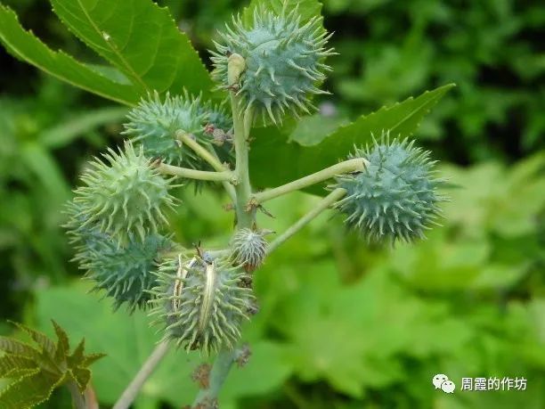 在村小南面的空地上,杂草丛生,有蒿子,蒺藜,苘麻,蓖麻,还有曼陀罗