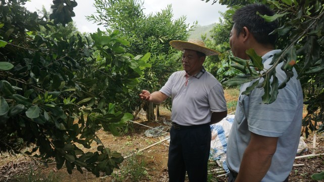 松柏镇:市领导谢兴标率队调研坚果种植工作