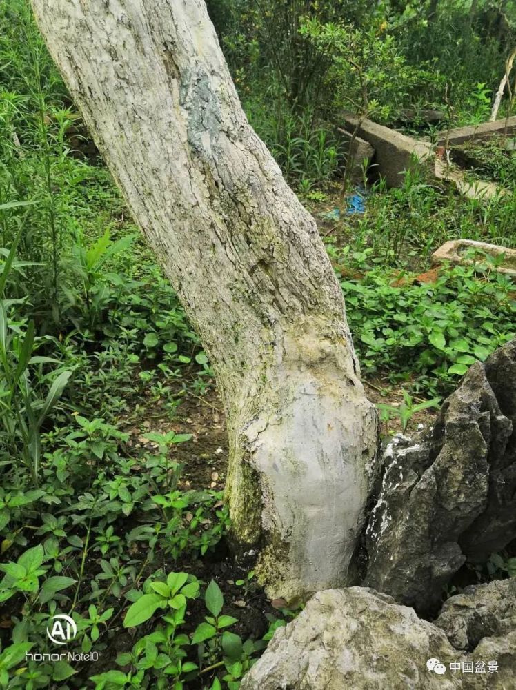 "古树痴"内藏百棵黄杨,最长年龄超300岁