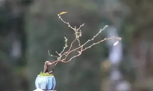 1修剪养护罗汉松修剪时