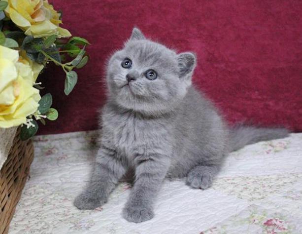 不养"英国短毛猫"的人,根本不知道这6大好处!