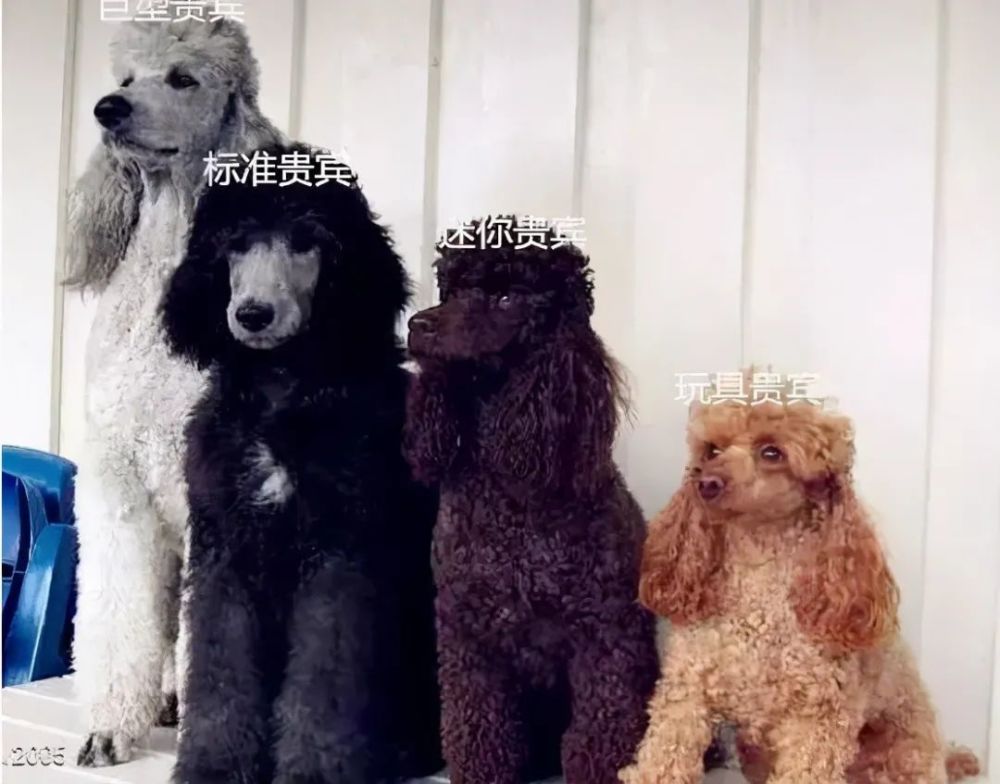 贵宾犬和泰迪的区别,看了这个,我终于明白了