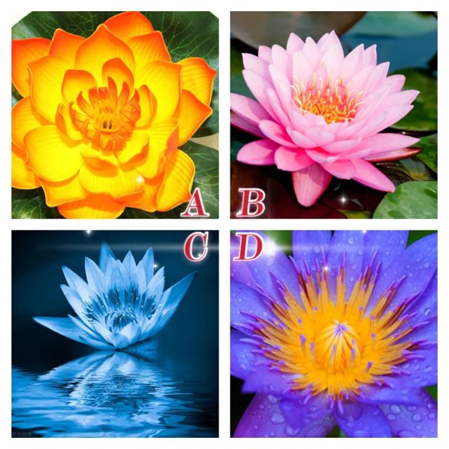心理学:你最喜欢哪朵莲花,测出你身上蕴藏着哪种能量
