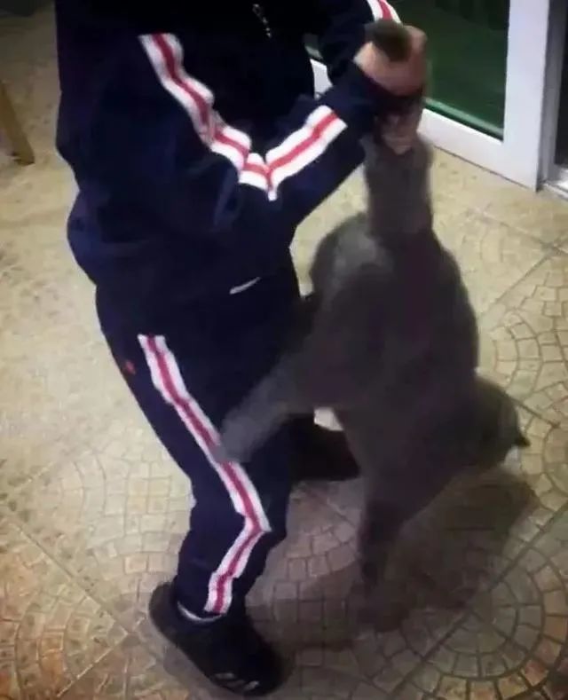 猫咪被门挤死孩子的生命教育刻不容缓