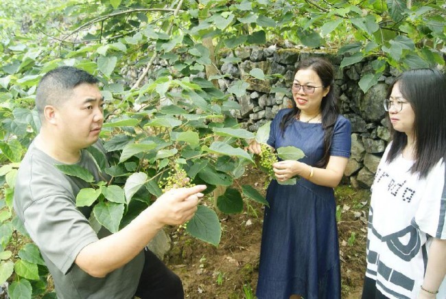 山桐子变"摇钱树",她让深山小村焕发新活力