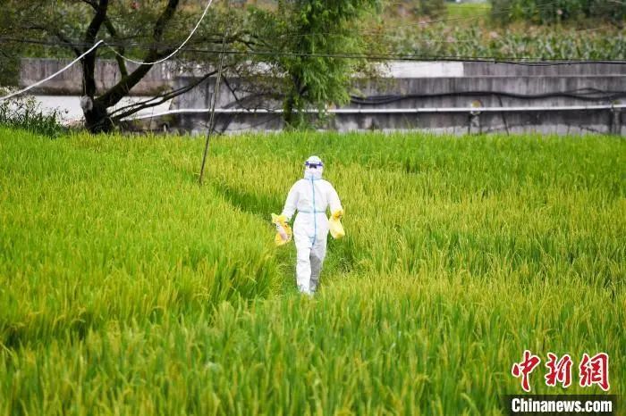 医务人员行走在田间,上门为行动不便的村民进行核酸检测 杨华峰 摄