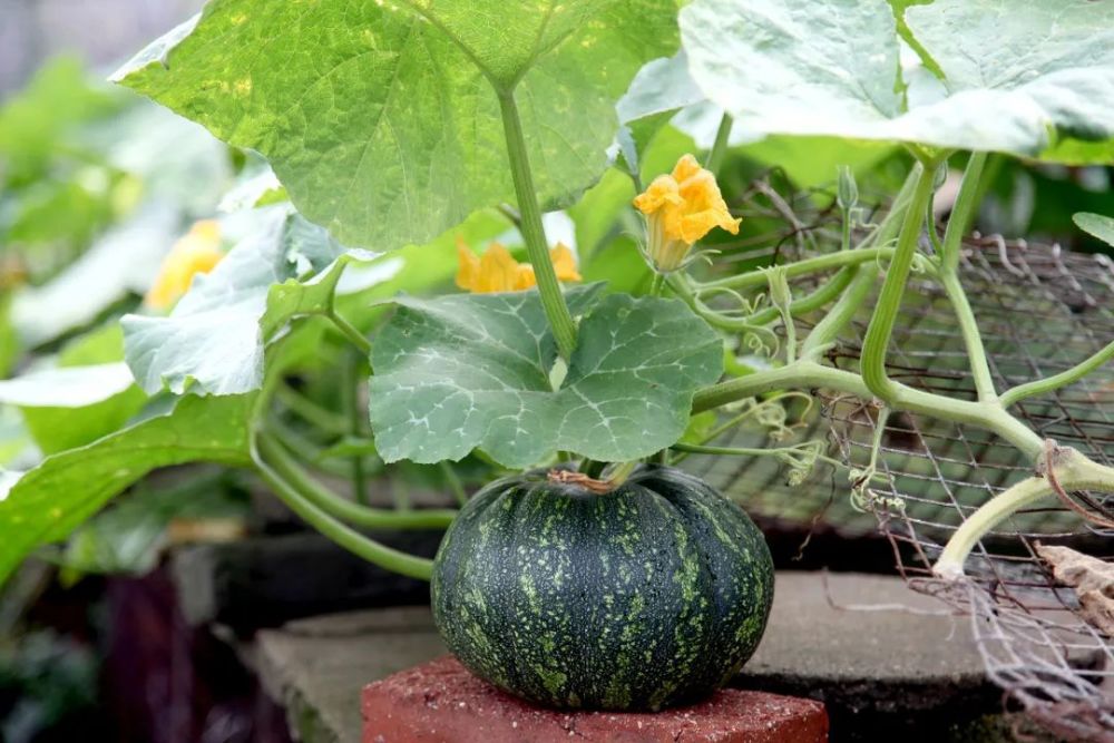 农家菜园,一只南瓜,生长在貉子笼上