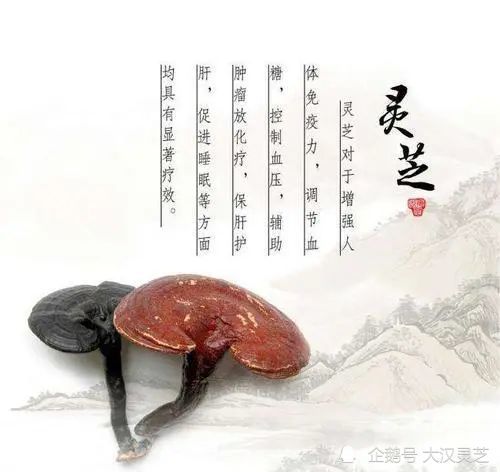 不适合吃灵芝的人有这些!快来看看有没有你