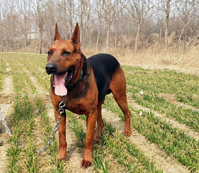 现在的苏联红不知道是不是作者说的那种红犬