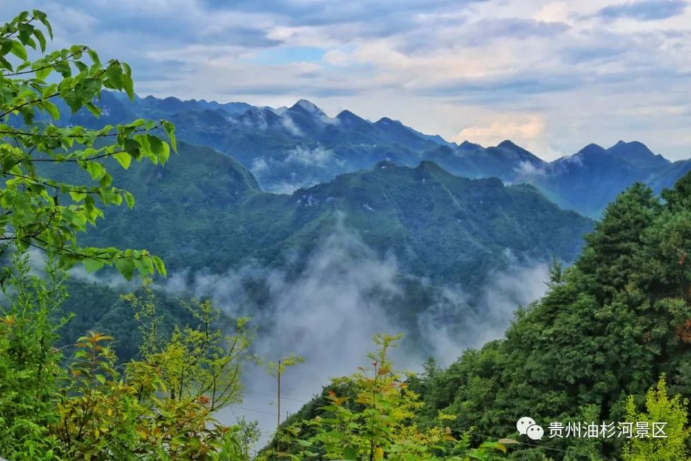 云雾缭绕的油杉河景区,宛若人间仙境