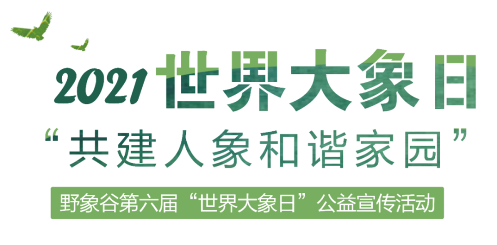 【世界大象日精彩回顾】我们"象"和您分享,与亚洲象的种种美好!