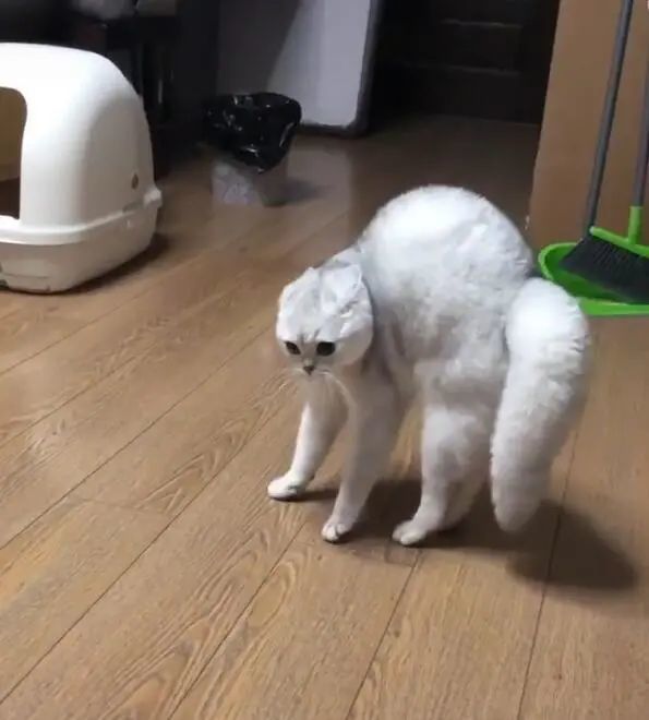 主人装扮成大灰狼猫咪吓得立马炸毛差点失去理智