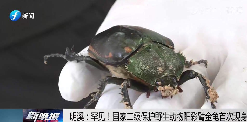 极其罕见!三明明溪发现的这只甲虫,是国家二级保护动物