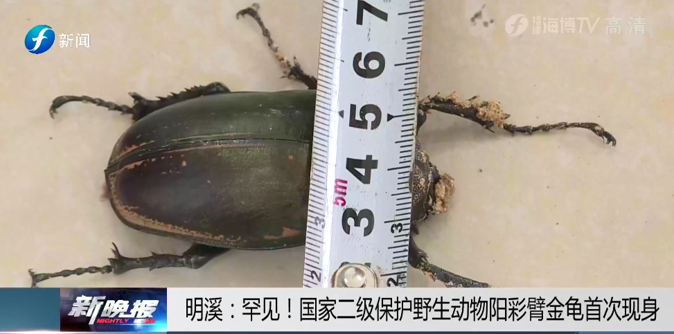 极其罕见!三明明溪发现的这只甲虫,是国家二级保护动物
