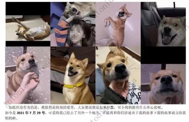 析案例|柴犬初七,请你安息!