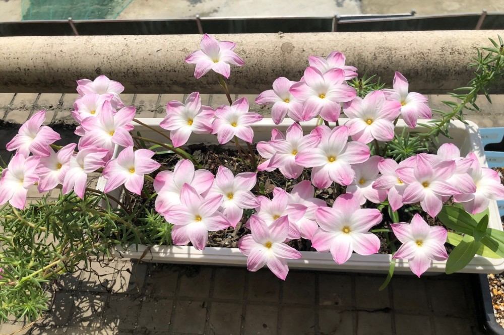 网红盆栽—胖丽丽,美丽又可爱,丰花勤花,养护简单,很值得拥有