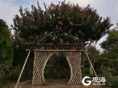 最长树龄1600多年,青岛这处百亩紫薇园进入盛花期