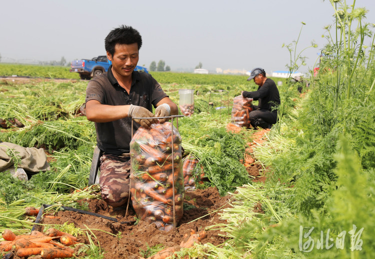 据介绍,塞北管理区今年播种胡萝卜1万余亩,亩产6吨左右,主要销往山东