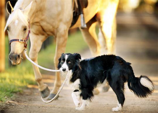住马儿……hekan就是一只传说中的高智商边境牧羊犬(阿甘不要羡慕哦)