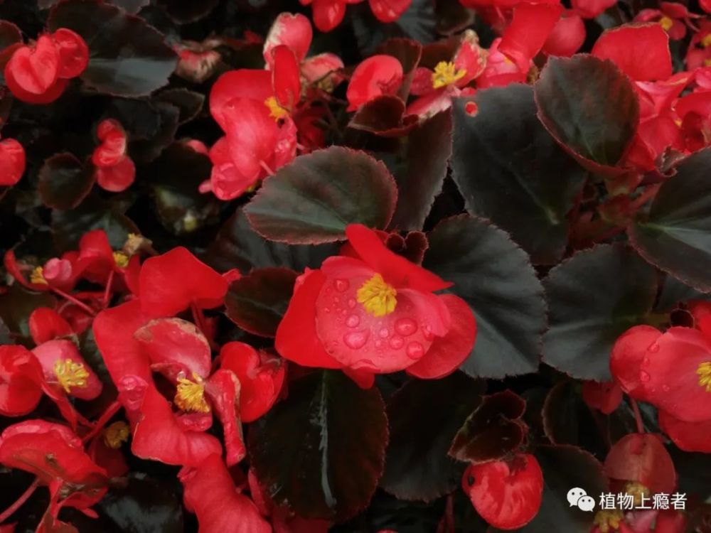 秋海棠|七夕节,初识中国爱情花
