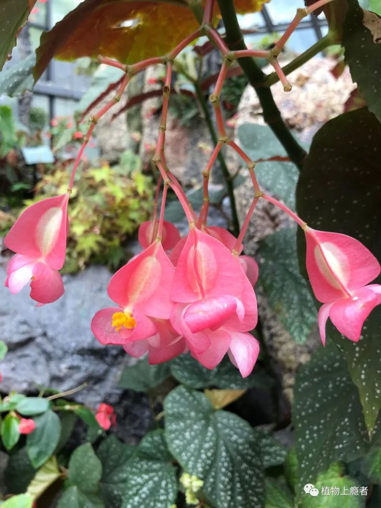 银星秋海棠(begonia × albopicta) 张咏梅.