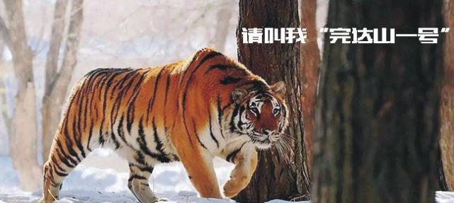 东北虎"完达山一号"又回来了,是不是把这儿当领地了?