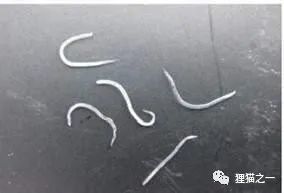 男童眼里竟捉出6条蠕动的活虫,是什么虫子?该如何预防
