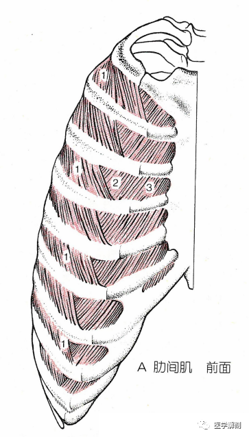 肋间内肌起自下一肋内侧面的上缘,止于上一肋的肋沟区.