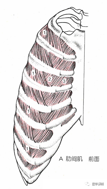 经典解剖|胸肌|肋间神经|costa|胸肌|肋间肌|肋软骨