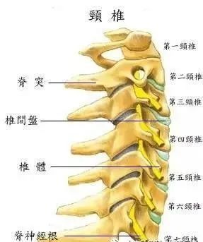 病在脊柱,害在内脏(深度好文)