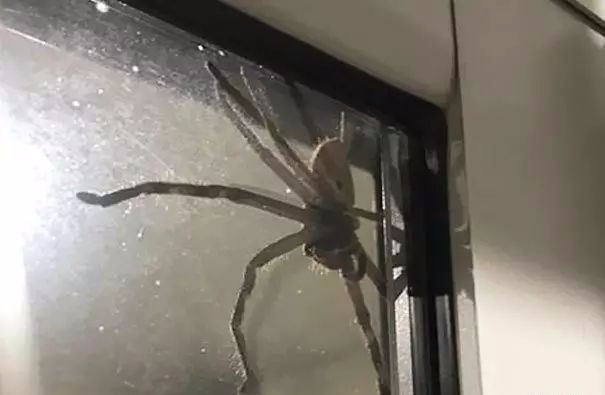 前方高能:窗外的大蜘蛛,这也太吓人了吧!