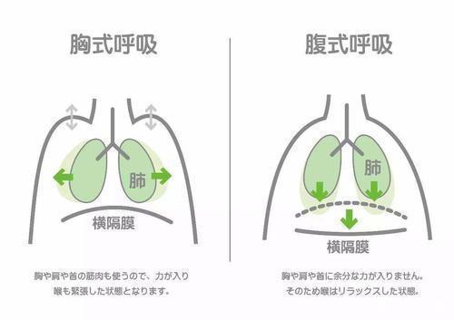 4,胸锁乳突肌有参与胸廓的上提运动!