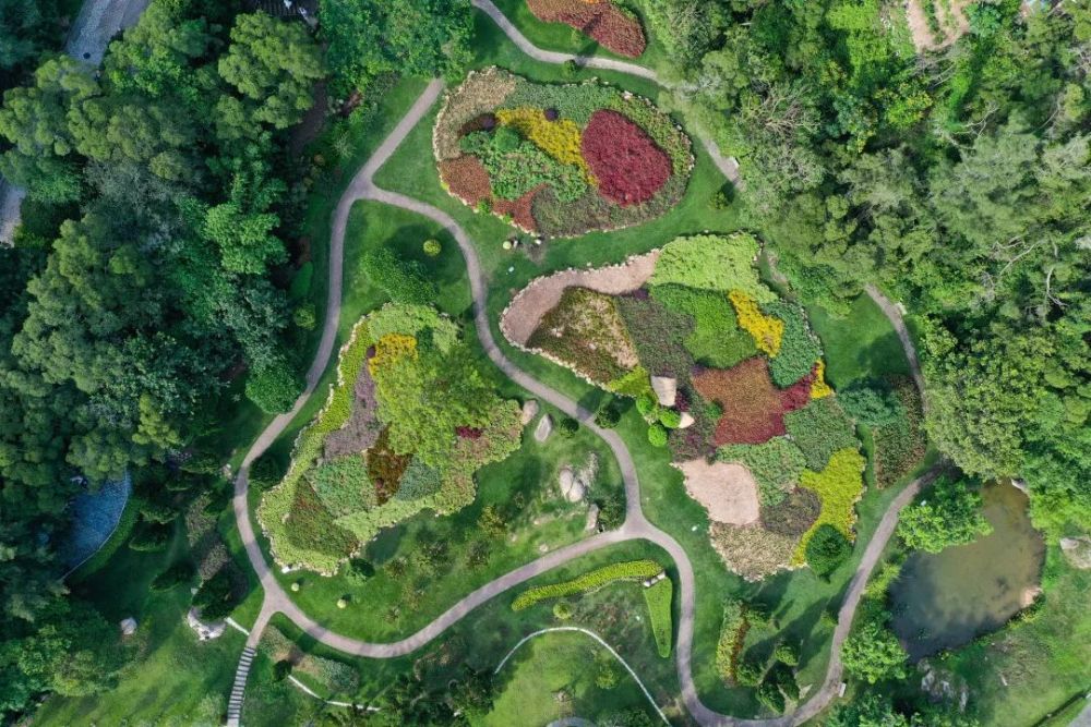 近期雨水充沛,厦门植物园这一名景重现!最新航拍图