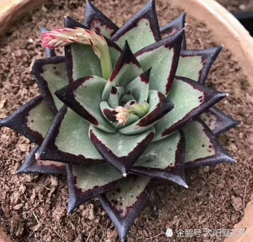多肉乌木怎么养?掌握5个关键点,叶片肥美又霸气